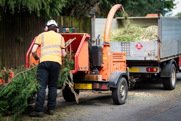 Reliable Ballinger, TX Tree Services Solutions