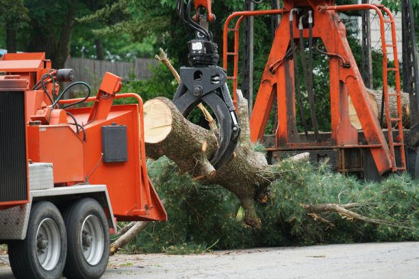 How Our Tree Care Process Works  in  Ballinger, TX