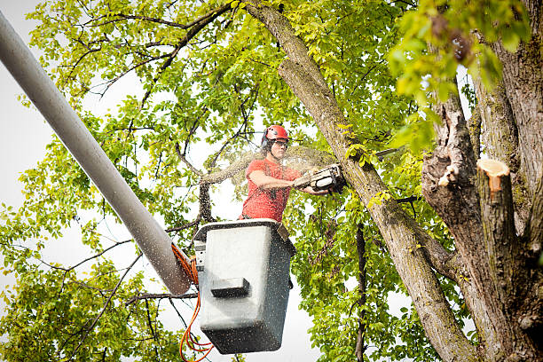 Trusted Ballinger, TX Tree Services Experts